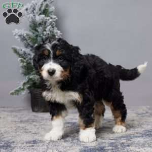 Aaron, Mini Bernedoodle Puppy